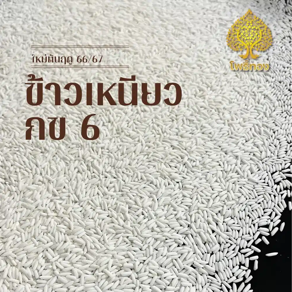 ข้าวเหนียวกข6 copy 2_5